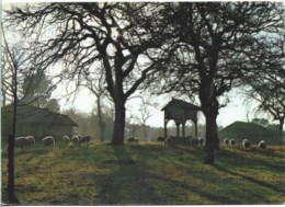 Carte Postale: SABRES: Parc Naturel Des Landes De Gascogne. Pacage Sur L'airial. 1973. - Sabres