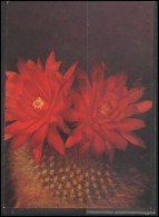 RUSSIA USSR Stamped Stationery Post Card USSR PC 12-4167 Flora Plants Cactus - Unclassified