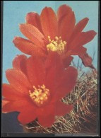 RUSSIA USSR Stamped Stationery Post Card USSR PC 12-4163 Flora Plants Cactus - Unclassified