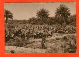 FORECARIAH - Plantation De Bananes - - Guinée Française