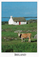 1 AK Irland / Ireland * Typical Irish Cottage - West Of Ireland * - Autres & Non Classés