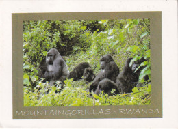 RWANDA-MOUNTAIN GORILLAS-USED POSTCARD --RWANDA POSTMARK- - Rwanda