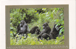 RWANDA-MOUNTAIN GORILLAS-USED POSTCARD --RWANDA POSTMARK- - Ruanda