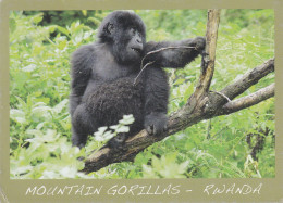 RWANDA-MOUNTAIN GORILLA-USED POSTCARD --RWANDA POSTMARK- - Rwanda