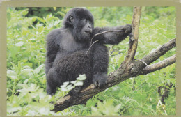 RWANDA-MOUNTAIN GORILLA-USED POSTCARD --RWANDA POSTMARK- - Ruanda