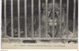 LION D'AFRIQUE - Museum D'Histoire Naturelle ( Paris 75 ) - Lions