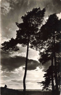 FRANCE - Le Touquet - Coucher De Soleil Sur Les Pins - Carte Postale Ancienne - Le Touquet