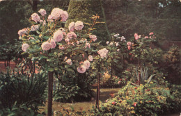 FLEURS - Des Roses Dans Un Jardin - Colorisé - Carte Postale Ancienne - Flores