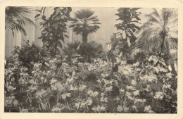 FLEURS - Floralies Gantoises  - Carte Postale Ancienne - Fleurs