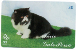 Chat Persan Cat Katze Télécarte Brésil Phonecard ( 1147) - Brésil