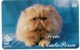 Chat Cat Katze Télécarte Brésil Phonecard ( 1151) - Brasilien