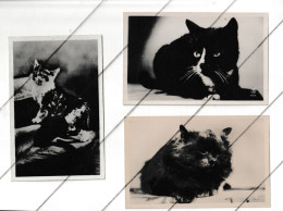 Lot De 3 Cartes Postales De Chat  (fr74) - Meunier, G.