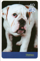 Chien Bulldogue  Dog  Télécarte Brésil Phonecard ( 1159) - Brésil