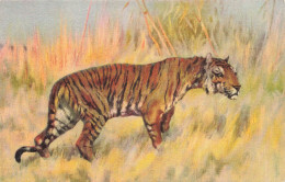 ANIMAUX & FAUNE - Tigre - Colorisé - Carte Postale Ancienne - Tijgers