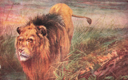 ANIMAUX & FAUNE - Lion - Colorisé - Carte Postale Ancienne - Lions