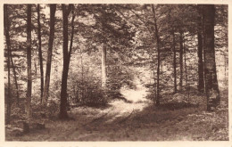 Fleurs, Plantes Et Arbres - Arbres - Forêt - Sentier - Carte Postale Ancienne - Arbres