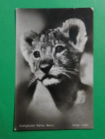 Berlin 1937 - Zoologischer Garten - Junger Löwe - Lions