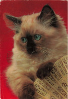 ANIMAUX & FAUNE - Chat - Colorisé - Carte Postale Ancienne - Cats