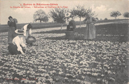 CPA 45 ENVIRONS DE PITHIVIERS EN GATINAIS / LA RECOLTE DU SAFRAN / SAFRANIERES ET CUEILLETTE DE LA FLEUR - Sonstige & Ohne Zuordnung