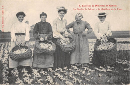 CPA 45 ENVIRONS DE PITHIVIERS EN GATINAIS / LA RECOLTE DU SAFRAN / LA CUEILLETTE DE LA FLEUR - Autres & Non Classés