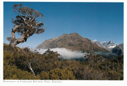 1 AK New Zealand * Regenwald Im Fiordland Nationalpark - Seit 1990 UNESCO Weltnaturerbe * - Nouvelle-Zélande