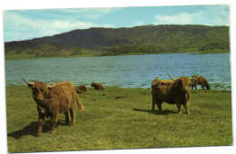 Highland Cattle By The Loch Side - Dunbartonshire