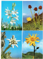 Lot 4 Cpm - Fleur Edelweiss Nigritelle Paradisie Arnica -- Druck Und Verlag Press AG 427-396-360-362 - Cactussen