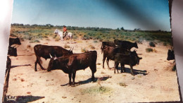 CPSM EN CAMARGUE AVEC LES GARDIANS  SOUS UN CIEL ETRANGE UNE TROUPE DE TAUREAUX DE COMBAT PASSE ED GANDINI 1968 - Toros