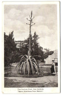 The Century Plant - Kew Gardens (Agave Atrovirens Drom Mexico) - London Suburbs