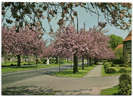 Boitsfort - Le Logis - Cerisiers En Fleurs - Watermael-Boitsfort - Watermaal-Bosvoorde