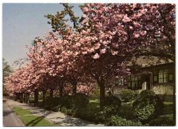 Boitsfort - Le Logis - Cerisiers En Fleurs - Watermaal-Bosvoorde - Watermael-Boitsfort