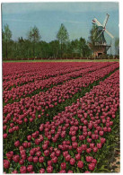 Keukenhof Lisse-Holland - Lisse