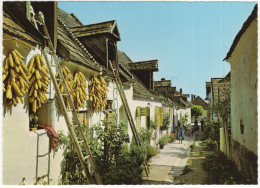 Mörbisch Am See - Hofgasse - (Motiv Aus Dem Burgenland) -  (Österreich/Austria) - Maiskolben - Eisenstadt