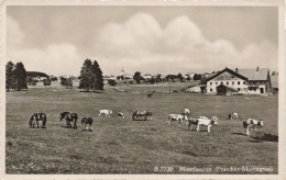 FRANCE - Montfaucon - Vaches Fermes - Carte Postale Ancienne - Autres & Non Classés