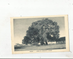 SESHEKE (ZAMBIE) ZAMBEZE L'ARBRE DE LIVINGSTONE - Sambia