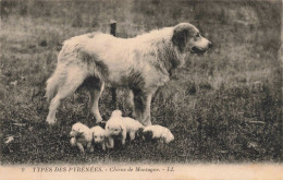 ANIMAUX - Chien - Types Des Pyrénées - Chiens De Montagnes - Carte Postale Ancienne - Perros