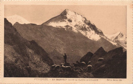 FRANCE - Pyrénées - Un Troupeau Dans La Haute Montagne - Carte Postale Ancienne - Andere & Zonder Classificatie