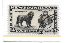 NEWFOUNDLAND 1937 14c SG 262b Perf 13½ FINE USED Cat £6 - 1908-1947