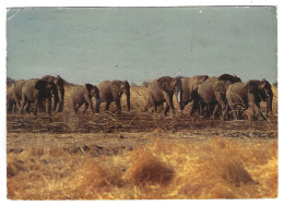 Cameroun  -  Waza -  Reserve  Forestiere Et De Faune  Du Nord Cameroun - Cameroun