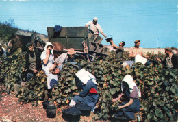 PHOTOGRAPHIE - Vendanges En Bourgogne - Colorisé - Carte Postale - Photographie