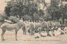 Les Gallas Au Jardin Zoologique D' Acclimation - Zèbres