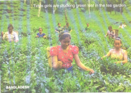 Bangladesh:Tirble Girls Are Plucking Green Leaf In The Tea Garden - Asia