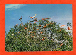 "Coro-Coros"  - Ibis Escarlata (Eudocimus Ruber) Y Garzas Blancas - VENEZUELA - - Venezuela