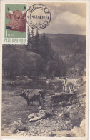 ANIMALS, MAMMALS, COWS, OX CART, CM, MAXICARD, CARTES MAXIMUM, 1968, ROMANIA - Mucche