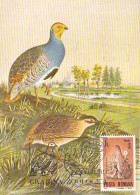 ANIMALS, BIRDS, GREY PARTRIDGE, CM, MAXICARD, CARTES MAXIMUM, 1988, ROMANIA - Pernice, Quaglie