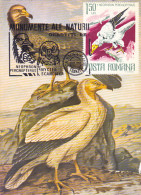 ANIMALS, BIRDS, EGYPTIAN VULTURE, CM, MAXICARD, CARTES MAXIMUM, 1988, ROMANIA - Aigles & Rapaces Diurnes