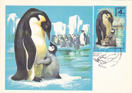 ANIMALS, BIRDS, PENGUINS, CM, MAXICARD, CARTES MAXIMUM, OBLIT FDC, 1978, RUSSIA - Pingouins & Manchots