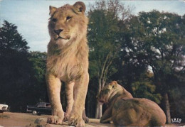 AK 170713 LION / LÖWE - Réserve Africaine Du Chateau De Thoiry En Yvelines - Lions