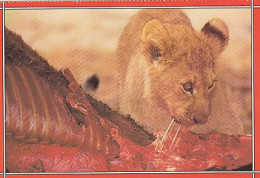 AK 170742 LION / LÖWE - South Africa - Wildlife - Lions