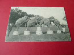 CIRQUE PINDER Les ELEPHANTS ACROBATES Dressage Photo Malherbe Chantilly NON Circulée Animaux Dompteur RARE éléphant - Cirque